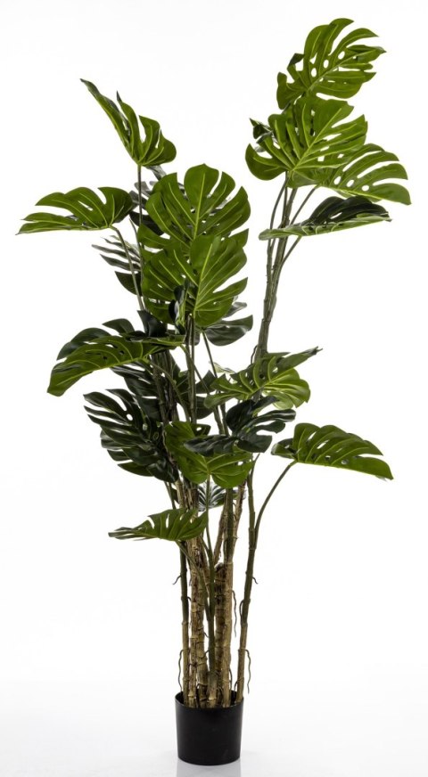 Roślina Dekoracyjna Monstera