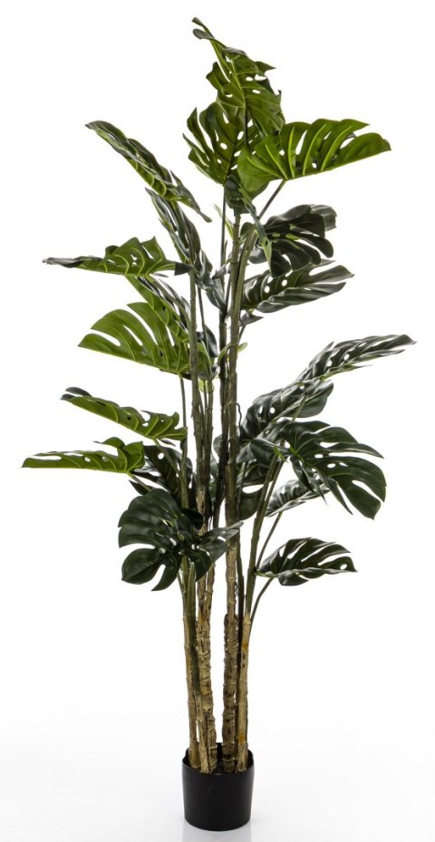 Roślina Dekoracyjna Monstera