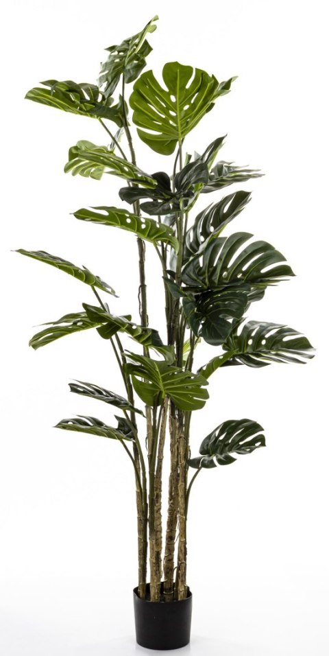 Roślina Dekoracyjna Monstera